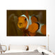 False Clown Anemonefish with Wall Decal