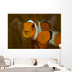 False Clown Anemonefish with Wall Decal