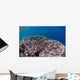 Shallow Coral Reef Bunaken Wall Decal Design 5