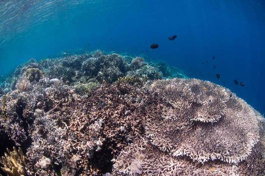 Shallow Coral Reef Bunaken Wall Decal Design 5