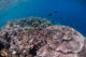 Shallow Coral Reef Bunaken Wall Decal Design 5