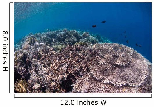 Shallow Coral Reef Bunaken Wall Decal Design 5
