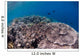Shallow Coral Reef Bunaken Wall Decal Design 5