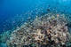 Shallow Coral Reef Bunaken Wall Decal Design 4