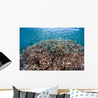 Shallow Coral Reef Bunaken Wall Decal Design 3 shown on a wall