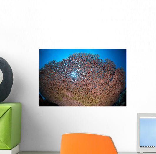 Shallow Coral Reef Bunaken Wall Decal Design 2