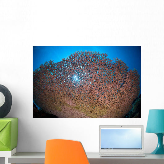 Shallow Coral Reef Bunaken Wall Decal Design 2