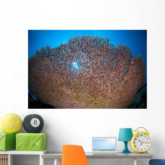Shallow Coral Reef Bunaken Wall Decal Design 2