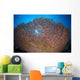 Shallow Coral Reef Bunaken Wall Decal Design 2