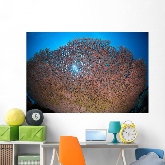 Shallow Coral Reef Bunaken Wall Decal Design 2
