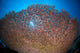 Shallow Coral Reef Bunaken Wall Decal Design 2