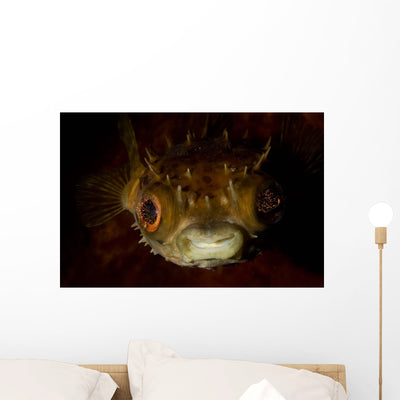 Orbicular Burrfish Portrait Wall Decal shown on a wall