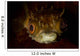 Orbicular Burrfish Portrait Wall Decal