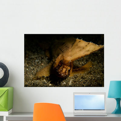 Spiny Waspfish Portrait Wall Decal shown on a wall