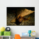 Spiny Waspfish Portrait Wall Decal