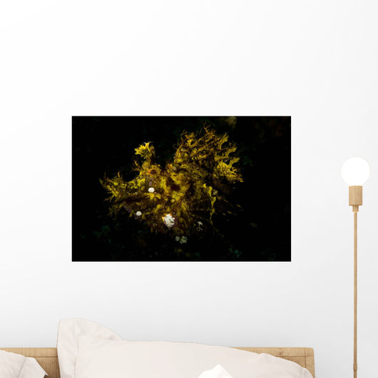 Weedy Scorpionfish Portrait Wall Decal Design 1