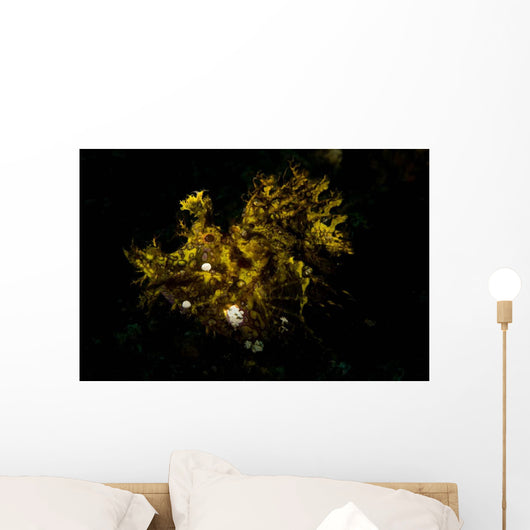 Weedy Scorpionfish Portrait Wall Decal Design 1