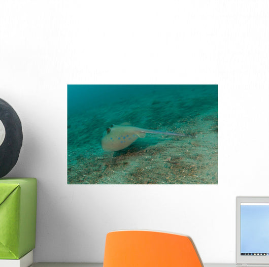 Blue Spotted Stingray Lembeh Wall Decal Design 3