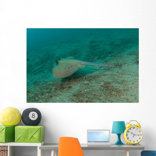 Blue Spotted Stingray Lembeh Wall Decal Design 3