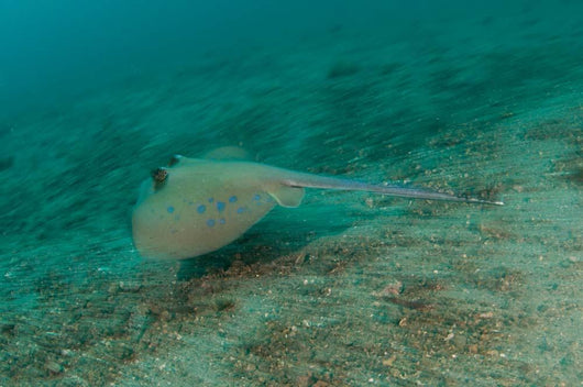 Blue Spotted Stingray Lembeh Wall Decal Design 3