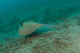 Blue Spotted Stingray Lembeh Wall Decal Design 3