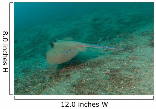 Blue Spotted Stingray Lembeh Wall Decal Design 3