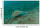 Blue Spotted Stingray Lembeh Wall Decal Design 3