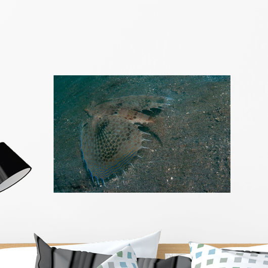 Flying Gurnard Lembeh Strait Wall Decal Design 2