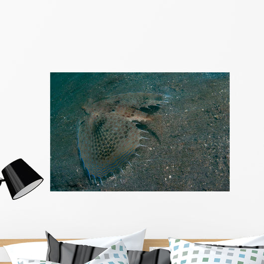 Flying Gurnard Lembeh Strait Wall Decal Design 2