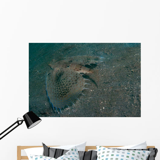 Flying Gurnard Lembeh Strait Wall Decal Design 2