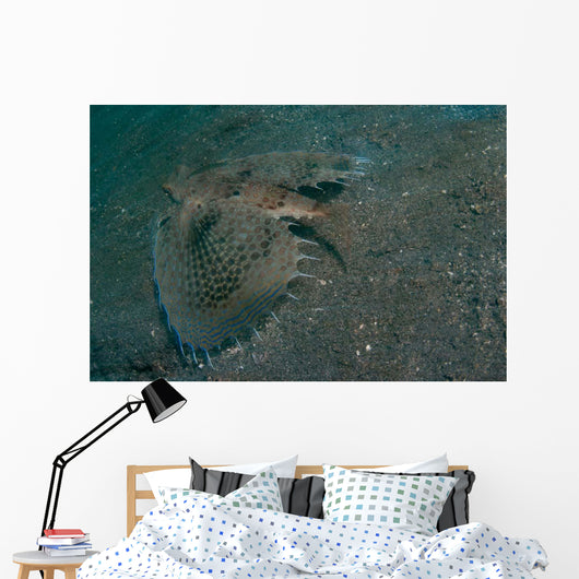Flying Gurnard Lembeh Strait Wall Decal Design 2