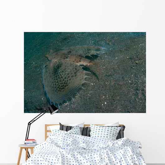 Flying Gurnard Lembeh Strait Wall Decal Design 2