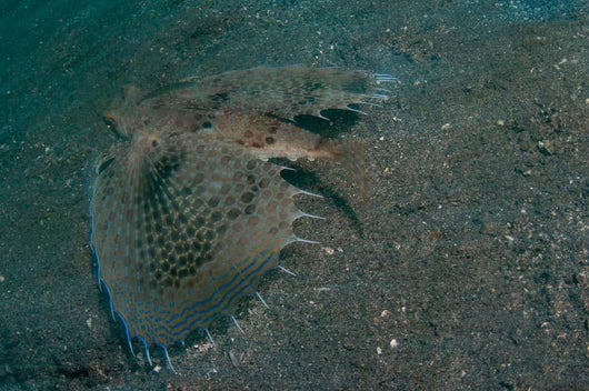 Flying Gurnard Lembeh Strait Wall Decal Design 2