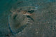 Flying Gurnard Lembeh Strait Wall Decal Design 2