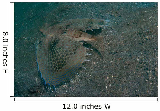 Flying Gurnard Lembeh Strait Wall Decal Design 2