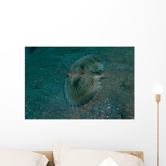 Flying Gurnard Lembeh Strait Wall Decal Design 1