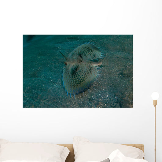 Flying Gurnard Lembeh Strait Wall Decal Design 1