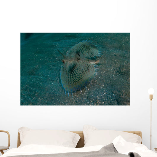 Flying Gurnard Lembeh Strait Wall Decal Design 1