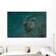 Flying Gurnard Lembeh Strait Wall Decal Design 1