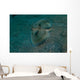 Flying Gurnard Lembeh Strait Wall Decal Design 1