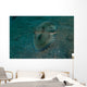 Flying Gurnard Lembeh Strait Wall Decal Design 1