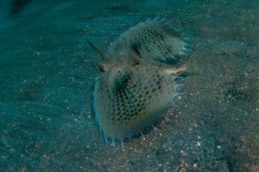 Flying Gurnard Lembeh Strait Wall Decal Design 1