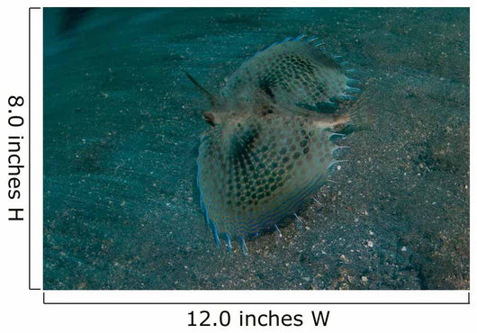 Flying Gurnard Lembeh Strait Wall Decal Design 1