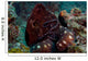 Reef Octopus Lembeh Strait Wall Decal