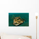 Orbicular Burrfish Resting Old Wall Decal