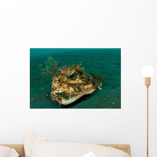 Orbicular Burrfish Resting Old Wall Decal