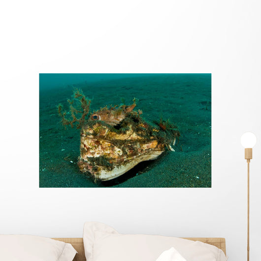 Orbicular Burrfish Resting Old Wall Decal