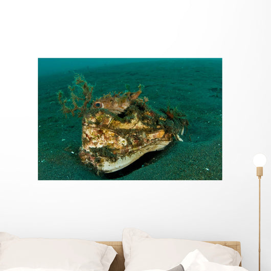 Orbicular Burrfish Resting Old Wall Decal