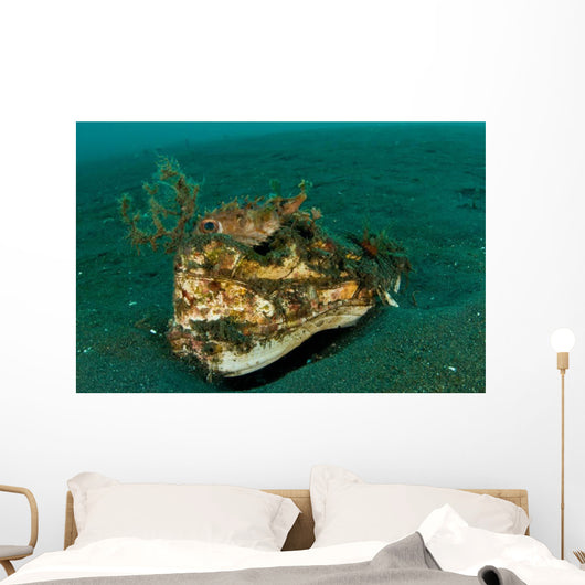 Orbicular Burrfish Resting Old Wall Decal