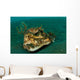 Orbicular Burrfish Resting Old Wall Decal